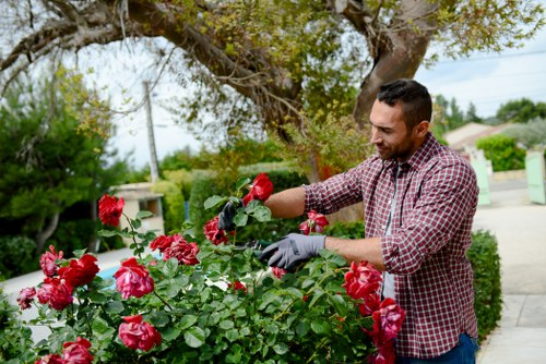 Professional gardener trimming hedges with specialized tools
