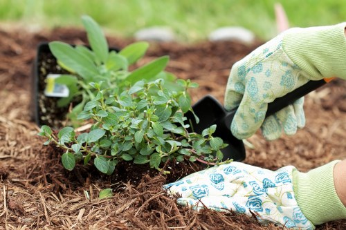 Lawn care expert using equipment in Shortlands garden