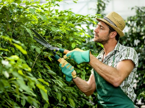 Selection of native plants ideal for Shortlands landscaping