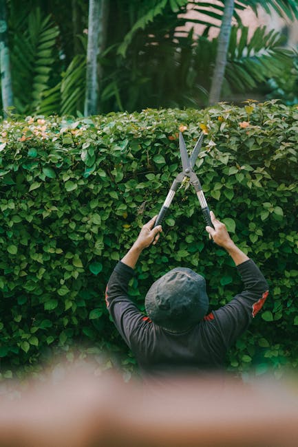 A man wearing a grey sweater and dark pants is bent over, tending to potted plants in an indoor garden or greenhouse. He is placing or adjusting leafy green plants with long, narrow leaves in a wheelb